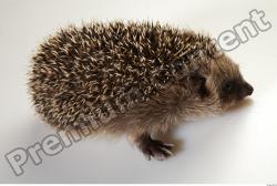 Whole Body Hedgehog